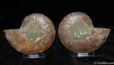 Exquisite Polished Cleoniceras Ammonite Pair #381-1
